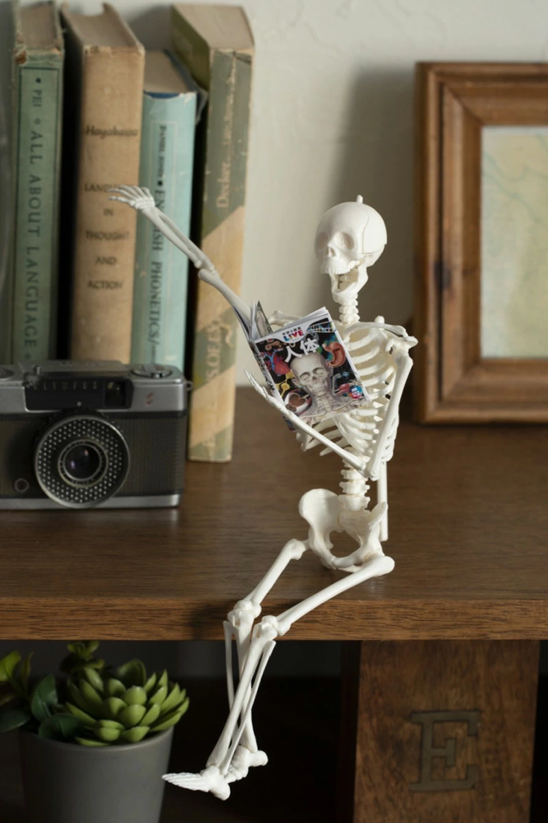 1/6サイズ人体骨格模型組み立てキット