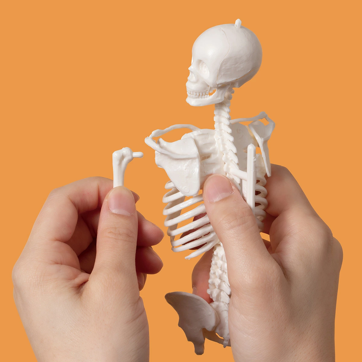 1/6サイズ人体骨格模型組み立てキット