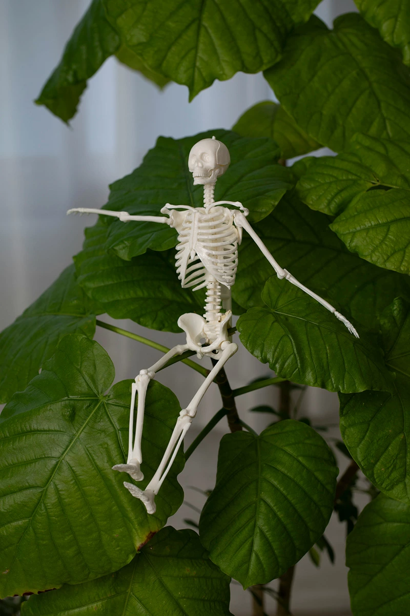 1/6サイズ人体骨格模型組み立てキット