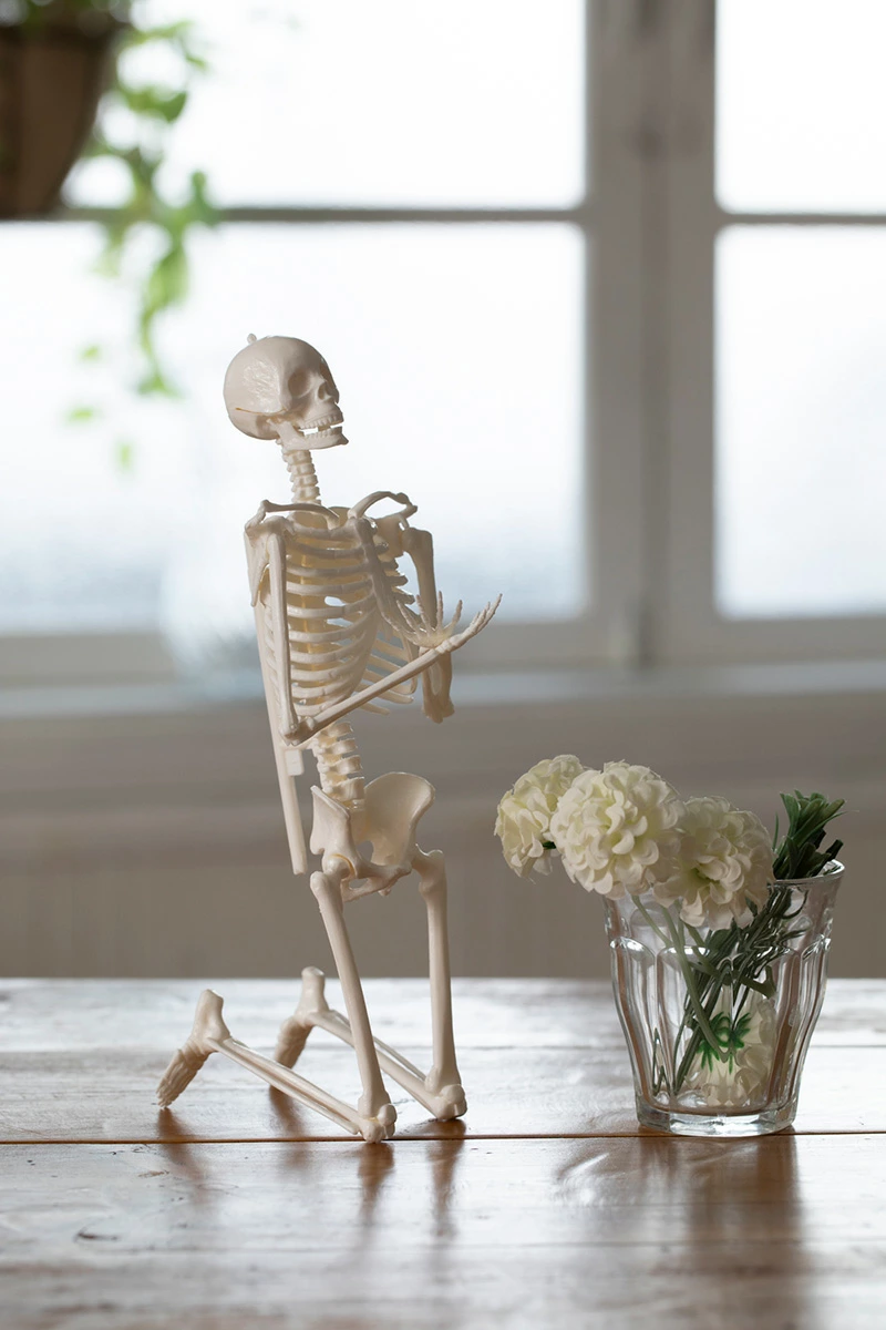 1/6サイズ人体骨格模型組み立てキット
